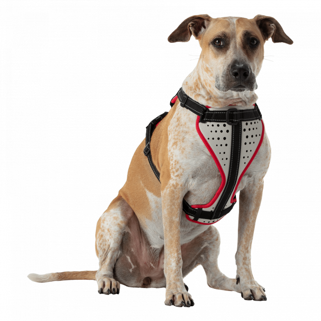 Nathan K9 Dog Harness